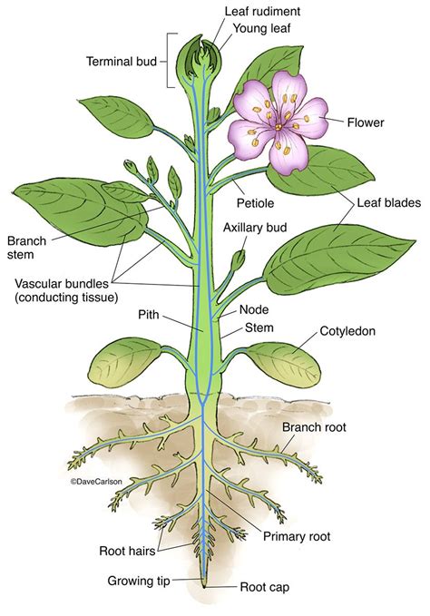 vascular plant意思|維管束植物